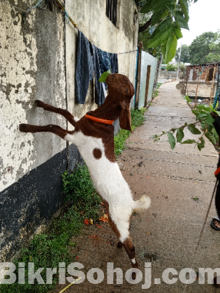 হরিয়ানা পাঠি ও তোতাপুরি ক্রস পাঠি বাচ্চা